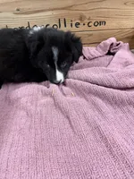  Black and white female Chelsea , a female Border Collie for sale in Saint Hedwig, TX – 1 of 4