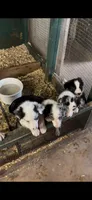 Black male Bristol, a male Border Collie for sale in Saint Hedwig, TX – 2 of 3