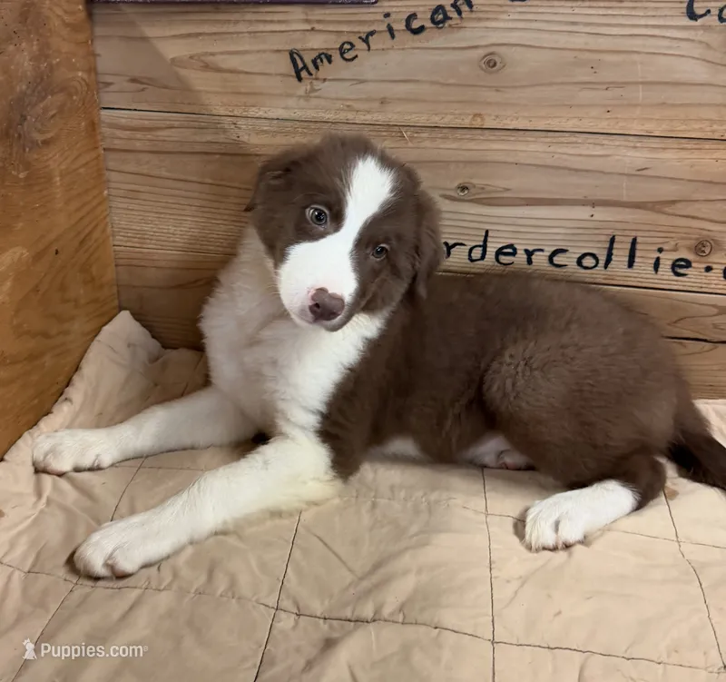 Chocolate and white male Ruby – Border Collie puppy for sale in Saint Hedwig, TX