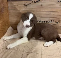 Chocolate and white male Ruby, a male Border Collie for sale in Saint Hedwig, TX – 1 of 4