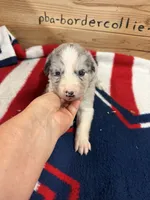 Blue Merle male Star, a male Border Collie for sale in Saint Hedwig, TX – 2 of 2