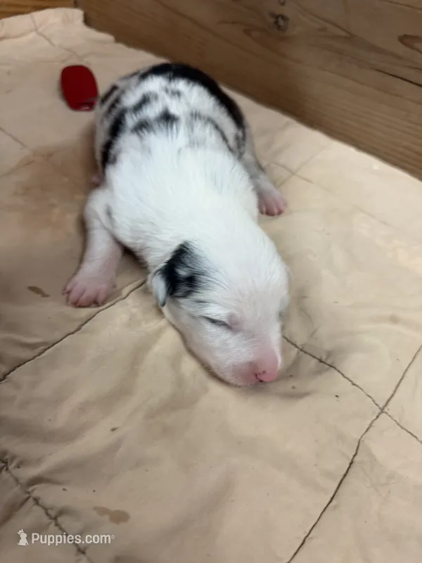 Blue Merle male Bristol  – Border Collie puppy for sale in Saint Hedwig, TX