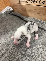 Blue Merle male Chelsea , a female Border Collie for sale in Saint Hedwig, TX – 2 of 2
