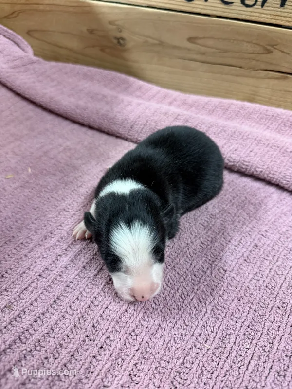 Black and white female McKenzy – Border Collie puppy for sale in Saint Hedwig, TX
