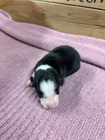 Black and white female McKenzy, a female Border Collie for sale in Saint Hedwig, TX – 1 of 1