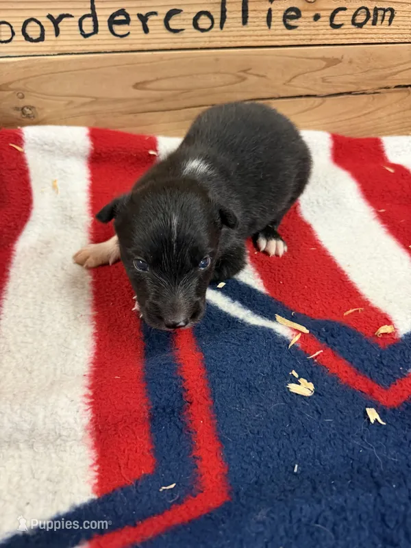 Black and white male Ruby – Border Collie puppy for sale in Saint Hedwig, TX