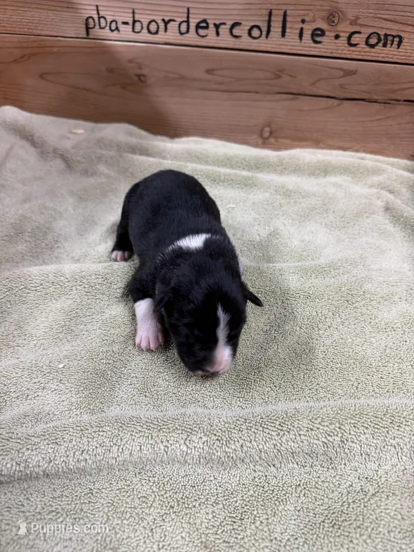 Black and white female Chelsea  – Border Collie puppy for sale in Saint Hedwig, TX