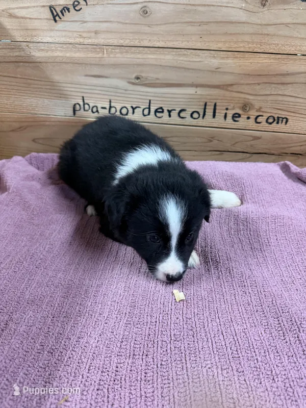 Black and white female Chelsea  – Border Collie puppy for sale in Saint Hedwig, TX