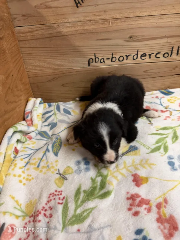 Black and white female Chelsea  – Border Collie puppy for sale in Saint Hedwig, TX