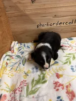 Black and white female Chelsea , a female Border Collie for sale in Saint Hedwig, TX – 2 of 4