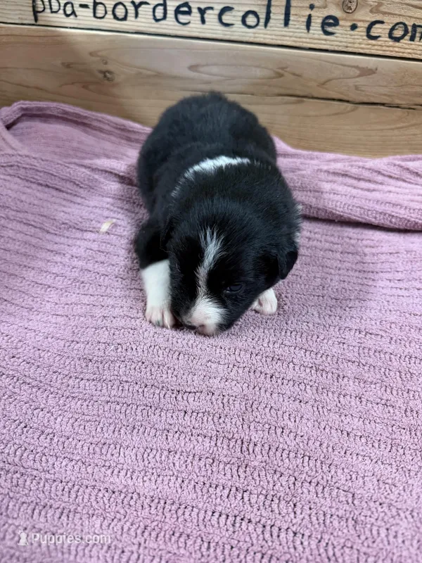 Black and white female Chelsea  – Border Collie puppy for sale in Saint Hedwig, TX
