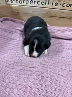 Black and white female Chelsea , a female Border Collie for sale in Saint Hedwig, TX – 3 of 4