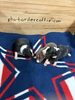 Chocolate male Mitzie, a male Border Collie for sale in Saint Hedwig, TX – Photo 2 of 2