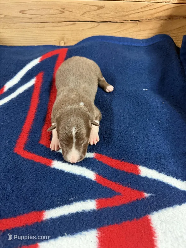 Chocolate male Mitzie – Border Collie puppy for sale in Saint Hedwig, TX