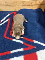 Chocolate male Mitzie, a male Border Collie for sale in Saint Hedwig, TX – Photo 1 of 2