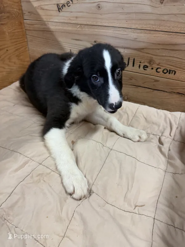 Black Male Mitzie – Border Collie puppy for sale in Saint Hedwig, TX