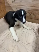Black Male Mitzie, a male Border Collie for sale in Saint Hedwig, TX – 1 of 5