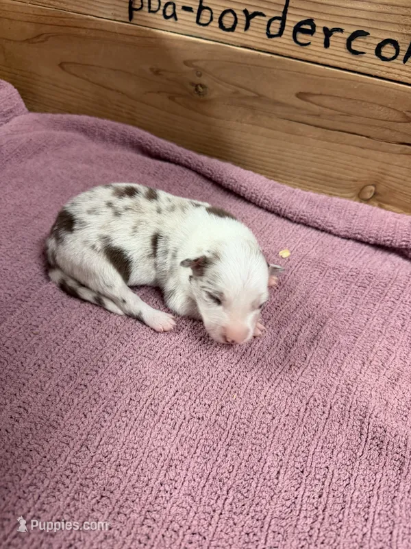 Chocolate Merle female – Border Collie puppy for sale in Saint Hedwig, TX