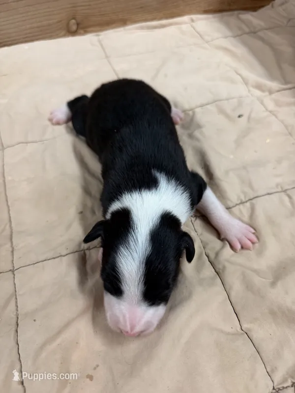 Black female Bristol – Border Collie puppy for sale in Saint Hedwig, TX