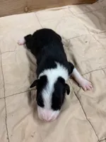 Black female Bristol, a female Border Collie for sale in Saint Hedwig, TX – 1 of 2