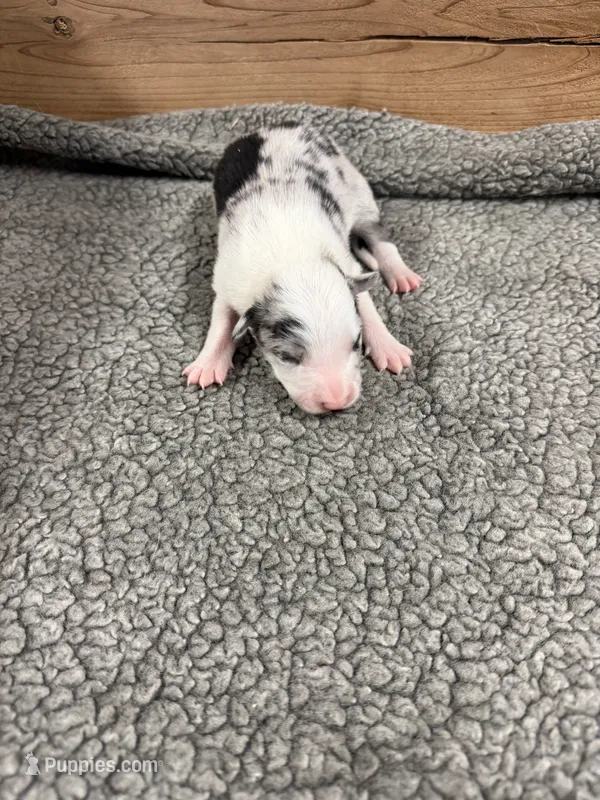 Blue Merle male Chelsea  – Border Collie puppy for sale in Saint Hedwig, TX