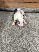 Blue Merle male Chelsea , a female Border Collie for sale in Saint Hedwig, TX – 1 of 2