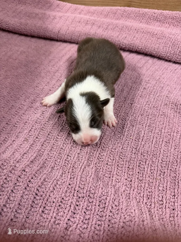 Chocolate and white female Chelsea – Border Collie puppy for sale in Saint Hedwig, TX