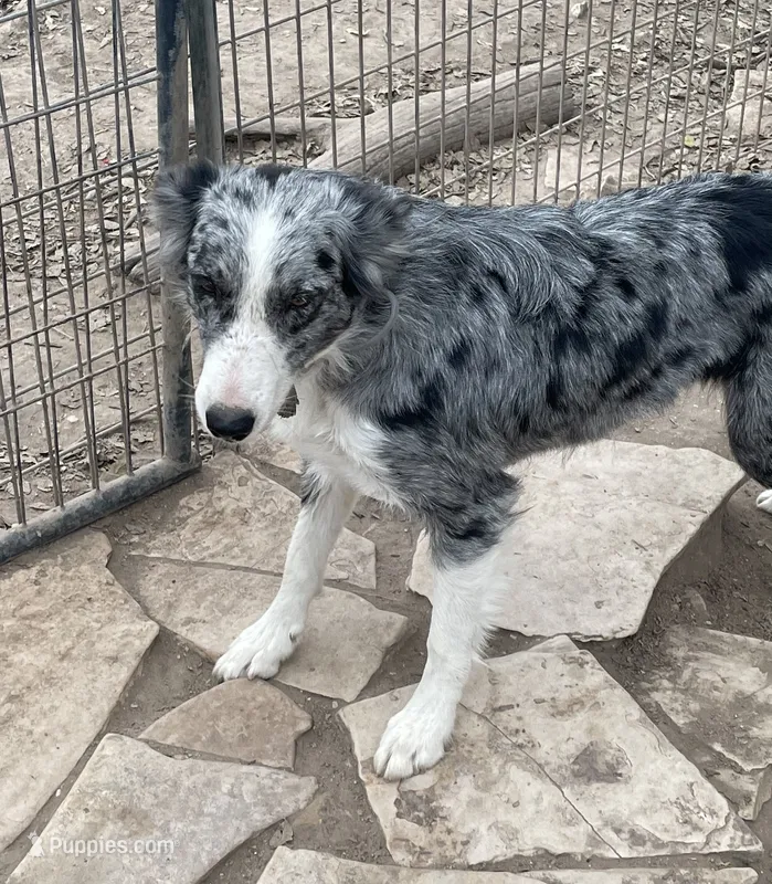 McKenzy  – Border Collie puppy for sale in Saint Hedwig, TX