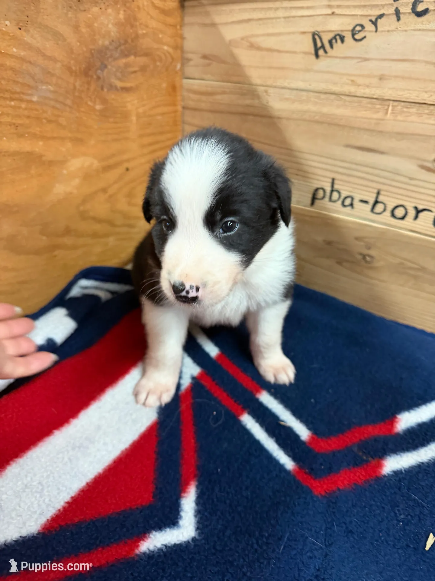 Black male McKenzy, a female Border Collie for sale in Saint Hedwig, TX – 3 of 4
