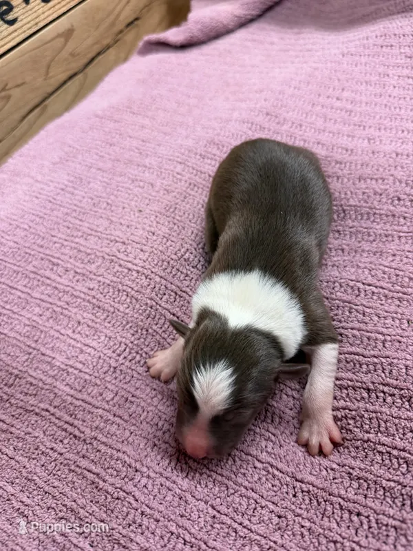Chocolate and white female Star – Border Collie puppy for sale in Saint Hedwig, TX