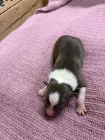 Chocolate and white female Star, a female Border Collie for sale in Saint Hedwig, TX – 1 of 1