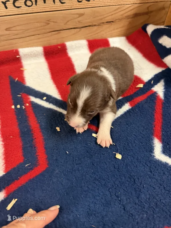 Chocolate and white male Ruby – Border Collie puppy for sale in Saint Hedwig, TX