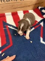 Chocolate and white male Ruby, a male Border Collie for sale in Saint Hedwig, TX – 1 of 1