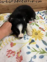 Black and white female Chelsea , a female Border Collie for sale in Saint Hedwig, TX – 3 of 5