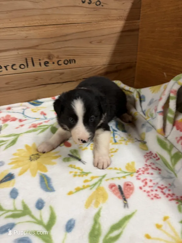 Black and white female Chelsea  – Border Collie puppy for sale in Saint Hedwig, TX