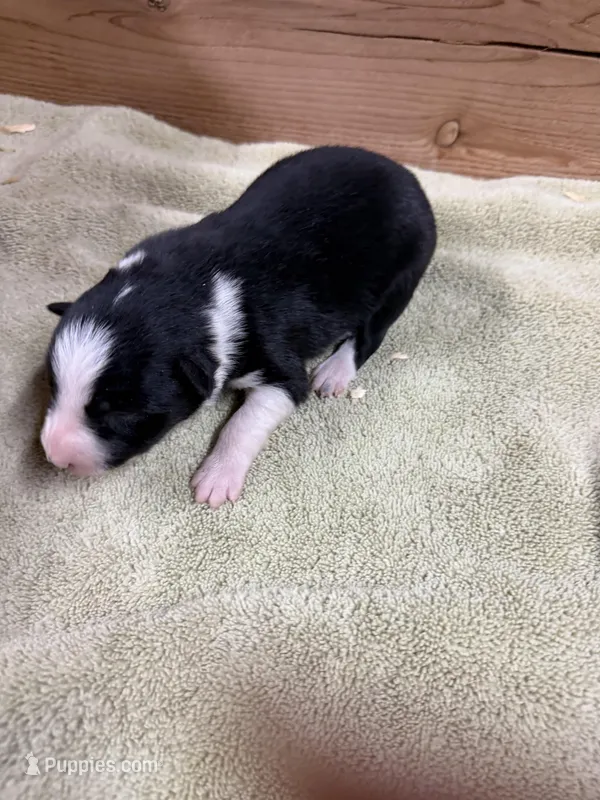Black and white female Chelsea  – Border Collie puppy for sale in Saint Hedwig, TX