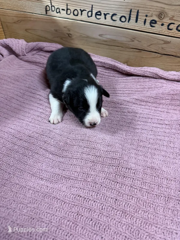 Black and white female Chelsea  – Border Collie puppy for sale in Saint Hedwig, TX