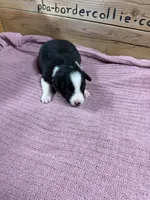 Black and white female Chelsea , a female Border Collie for sale in Saint Hedwig, TX – 4 of 5