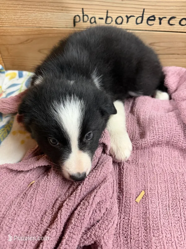 Black and white female Chelsea  – Border Collie puppy for sale in Saint Hedwig, TX