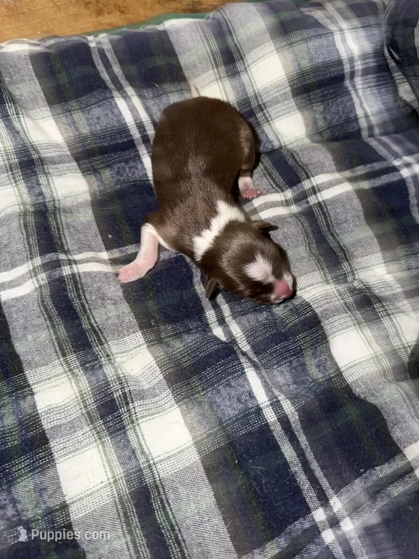 Red and white female – Border Collie puppy for sale in Saint Hedwig, TX