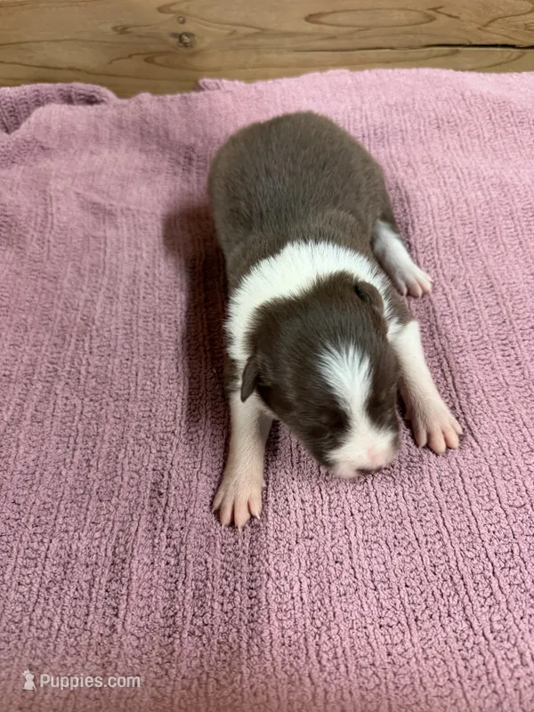 Chocolate female Mitzie – Border Collie puppy for sale in Saint Hedwig, TX