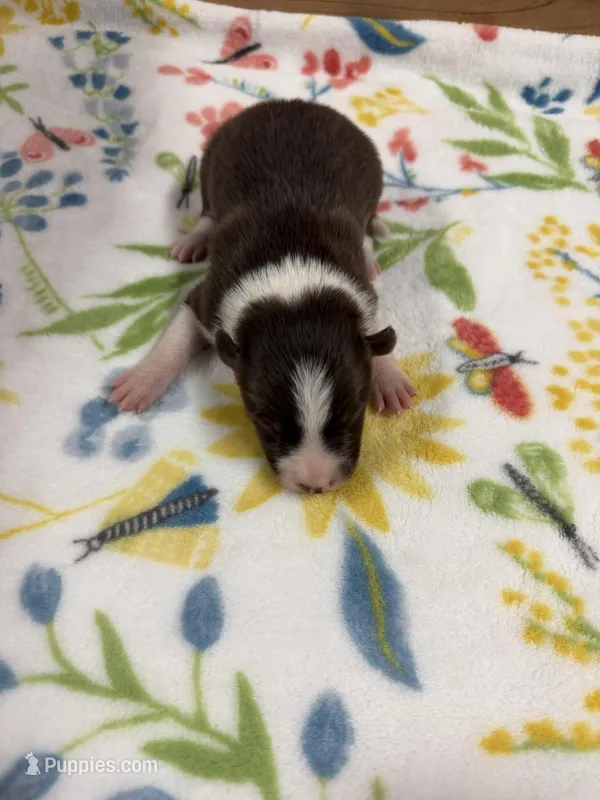 Chocolate female Mitzie – Border Collie puppy for sale in Saint Hedwig, TX