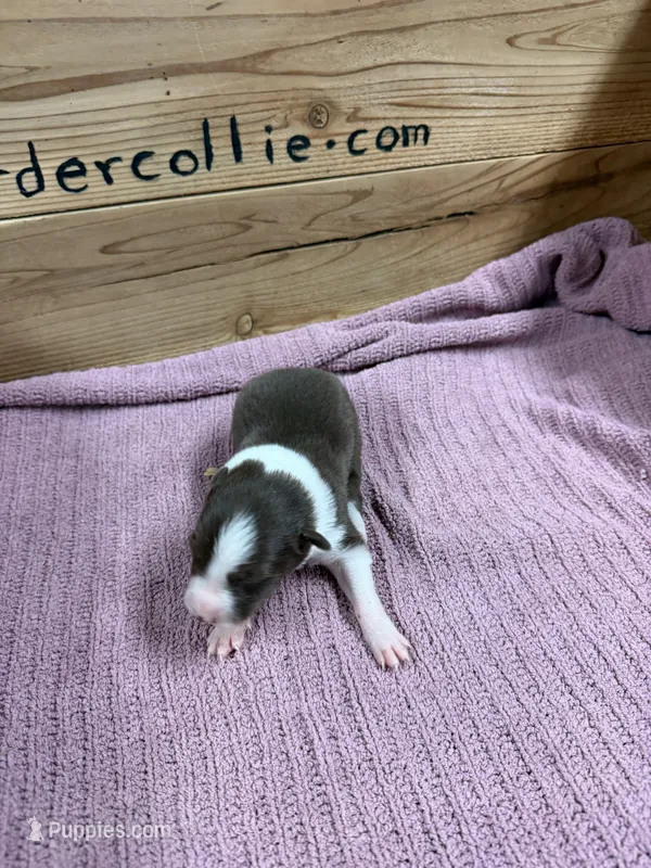 Chocolate & white female – Border Collie puppy for sale in Saint Hedwig, TX