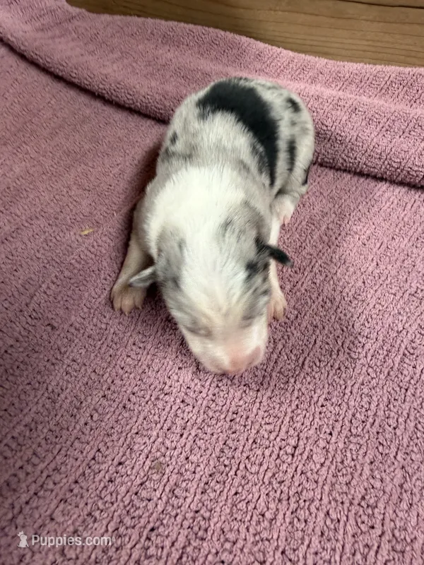 Blue Merle female McKenzy  – Border Collie puppy for sale in Saint Hedwig, TX