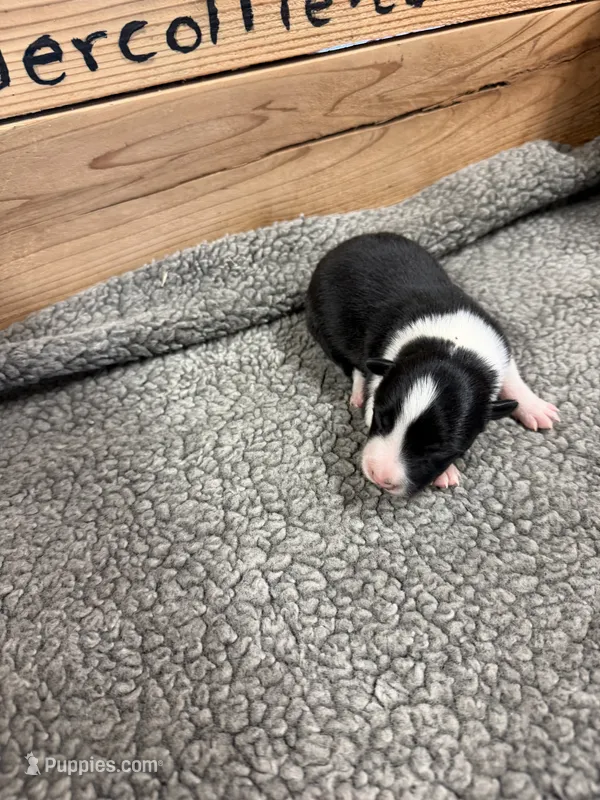 Black and white male Chelsea – Border Collie puppy for sale in Saint Hedwig, TX