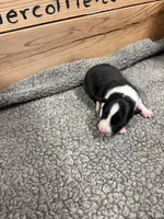 Black and white male Chelsea, a female Border Collie for sale in Saint Hedwig, TX – 1 of 2