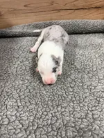 Blue Merle male McKenzy , a female Border Collie for sale in Saint Hedwig, TX – 2 of 2