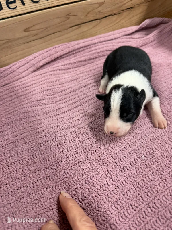 Black female McKenzy  – Border Collie puppy for sale in Saint Hedwig, TX