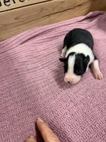 Black female McKenzy , a female Border Collie for sale in Saint Hedwig, TX – 3 of 3
