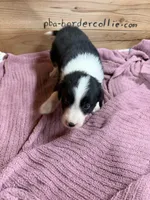 Black female McKenzy , a female Border Collie for sale in Saint Hedwig, TX – 2 of 3